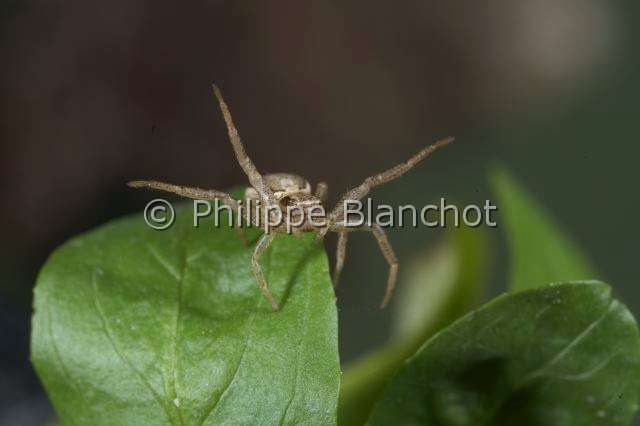 Thomisidae_9404.JPG - France, Araneae, Thomisidae, Araignée crabe (Xysticus sp), femelle captant son environnement à l'aide de ses pattes antérieures, Crab Spider